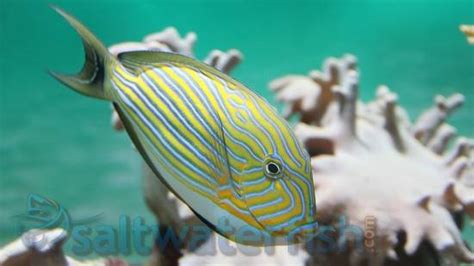 Clown Tang, Size 1.25 - 1.75 inch For Sale (Acanthurus lineatus). TOP ...