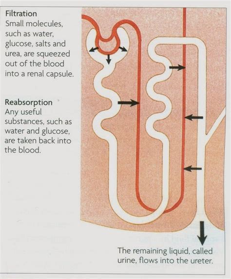 # 98 Function of the kidney - filtration and reabsorption | Biology ...