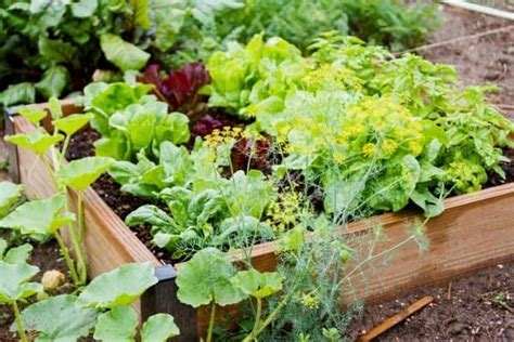 12 Small Vegetable Plants – Urban Garden Gal