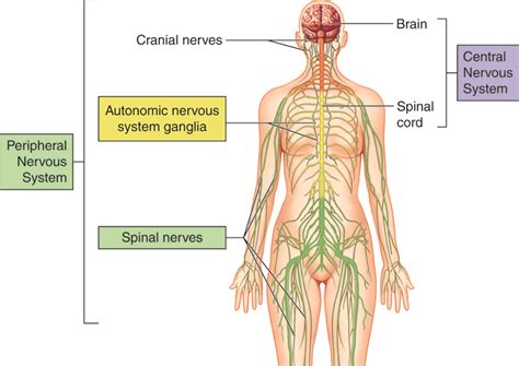 Introduction to Neuroscience