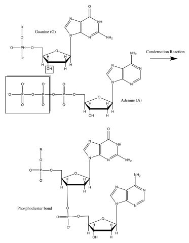 Phosphodiester Bond in DNA & RNA | Linkage, Formation, & Function ...