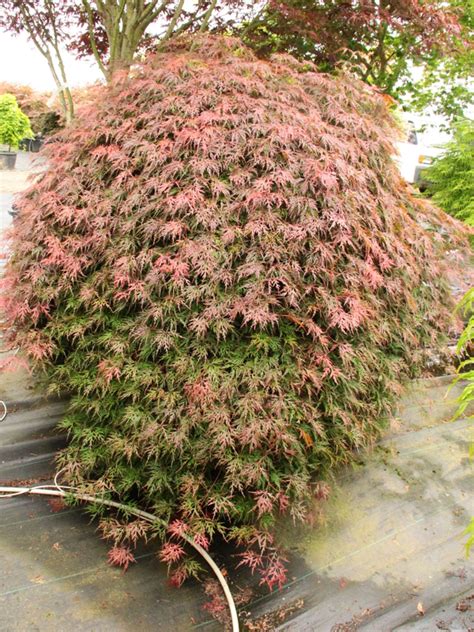 Acer palmatum 'Orangeola' Japanese Maple | Conifer Kingdom