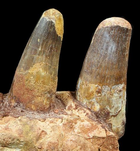 7.5" Spinosaurus Jaw Section - Four Composite Teeth (#39292) For Sale - FossilEra.com