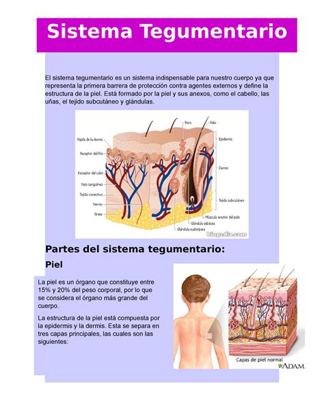 Sistema tegumentario - El sistema tegumentario - Studocu