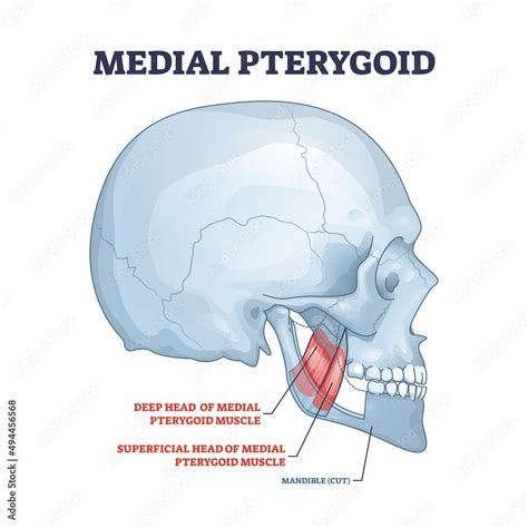 Medial Pterygoid