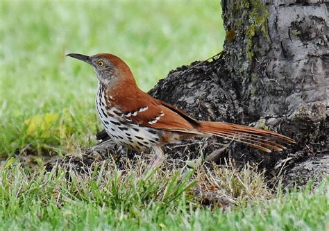 Brown Thrasher | Great Bird Pics