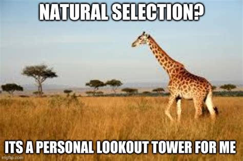 natural selection - Imgflip