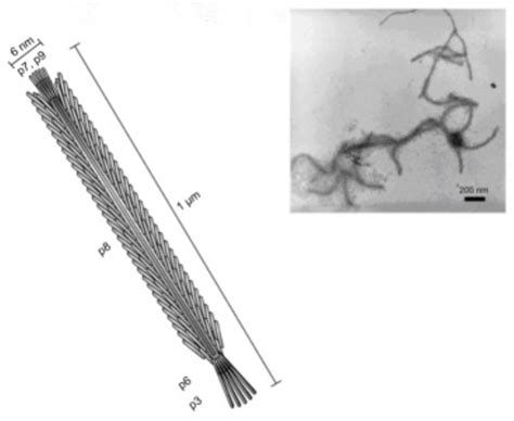 11 Bacteriophage Examples – StudiousGuy