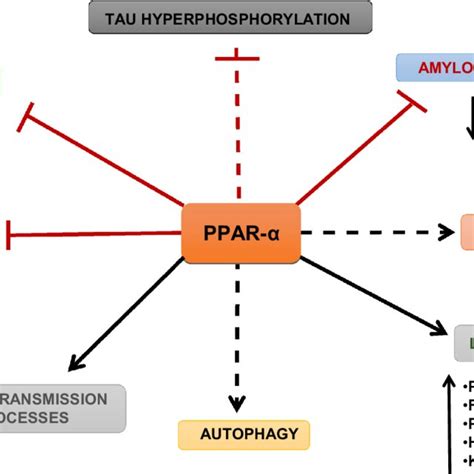 The role of PPAR-α, PPAR-γ and PGC1-α on mitochondria biogenesis and... | Download Scientific ...