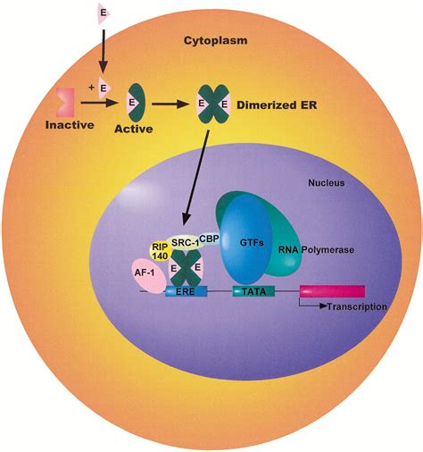 Cellular and Molecular Mechanisms of Estrogen Regulation of Memory Function and Neuroprotection ...