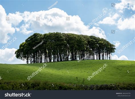 36,672 Copse Images, Stock Photos & Vectors | Shutterstock