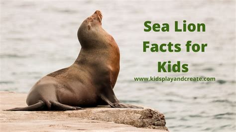 Fun Sea Lion Facts for Kids - Kids Play and Create