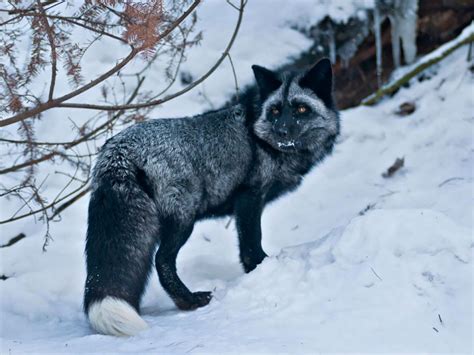 20 photos rares et sublimes à la gloire du renard argenté | Renard noir ...