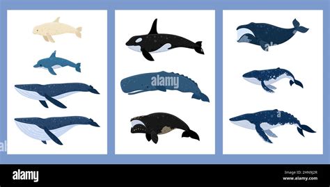 Right whale dolphin Stock Vector Images - Alamy