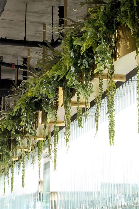 Plants hanging from ceiling | Hanging plants indoor, Hanging plants ...