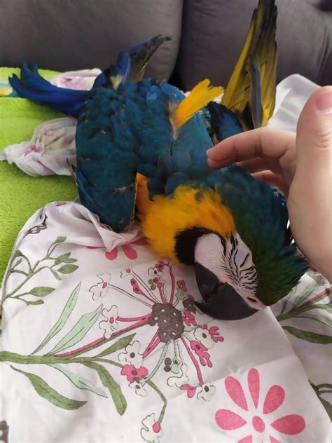 Baby Spix Macaw : r/parrots