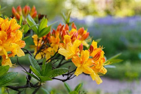 What You Need To Know About When To Fertilize Your Azaleas | HappySprout