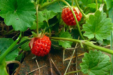 Foraging For Wild Berries • Insteading