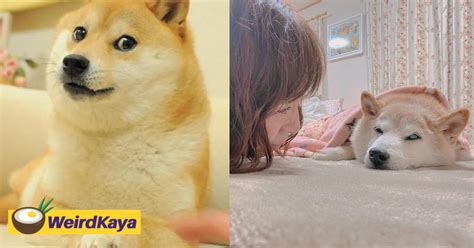 The Shiba Inu As The Face Of Viral 'Doge' Meme Is In Critical Situation | WeirdKaya