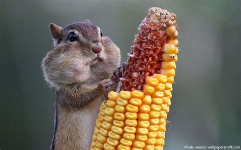 Chipmunk Eating Corn By Wallpapercraft - Procyon Wildlife