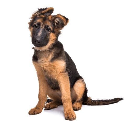 How much does a German Shepherd cost? Prices & puppy expenses