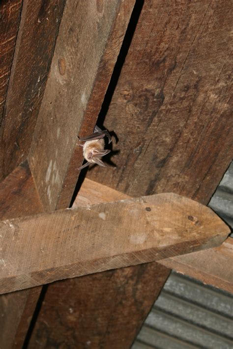 How to Know If There Are Animals in the Attic - Animal Control Specialists, IL