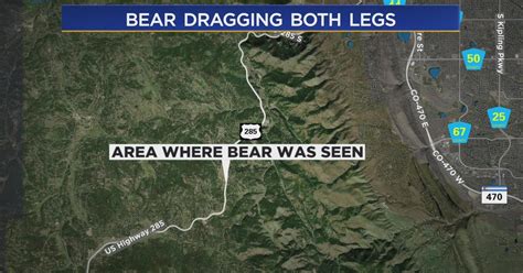 CPW seeks out bear reportedly dragging hind legs in Jefferson County - CBS Colorado