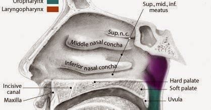 Anatomi dan Fisiologi Mulut, Faring dan Laring | Artikel Kesehatan