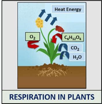 Respiration in Plants