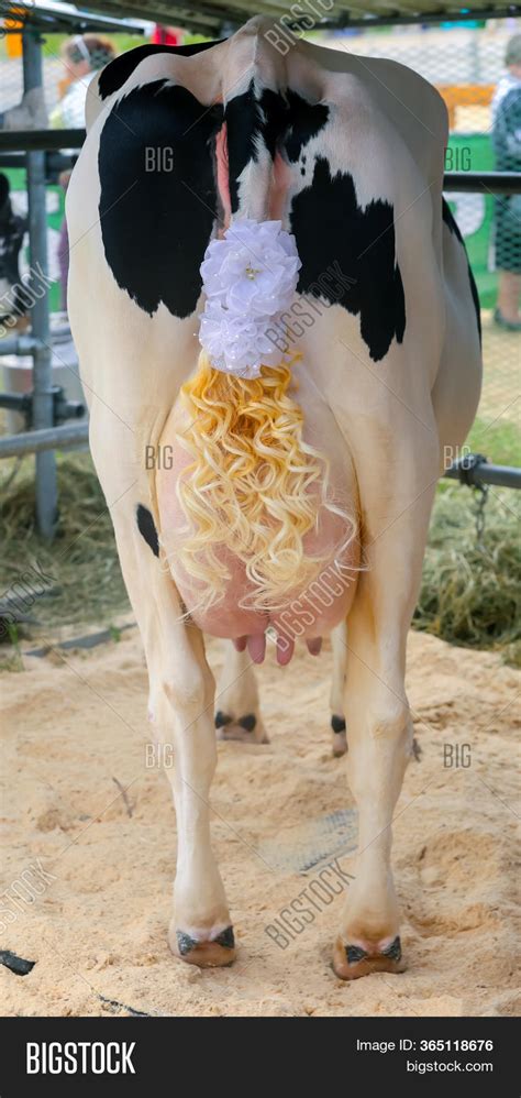 Udder Tail Holstein Image & Photo (Free Trial) | Bigstock