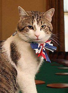 "The only one we need in Downing St": Hilarious Larry the Cat memes take over Twitter in wake of ...