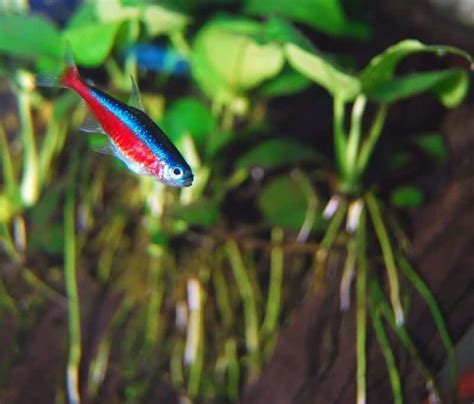 Cardinal Tetra Care: Tank Mates, Size, Lifespan & More