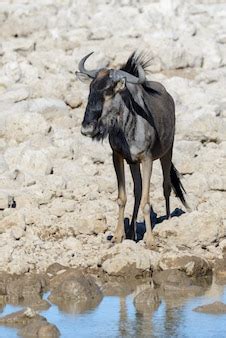 Premium Photo | Wild gnu antelope in in african national park