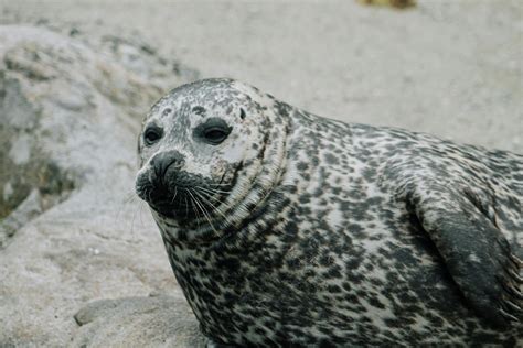 Spotted seal lying on stony ground · Free Stock Photo