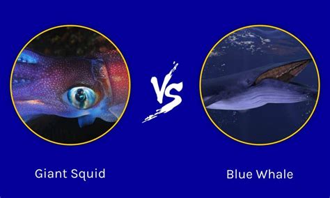 Giant Squid vs Blue Whale: Comparing Two Giants - Wiki Point