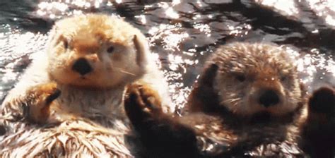 Otter Love Hold Hand GIF - Otter Love Hold Hand Cute Otters - Discover & Share GIFs