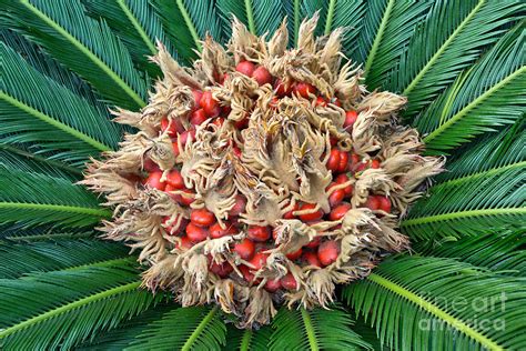 Maturing Seeds Of The Sago Palm Photograph by Inga Spence - Pixels