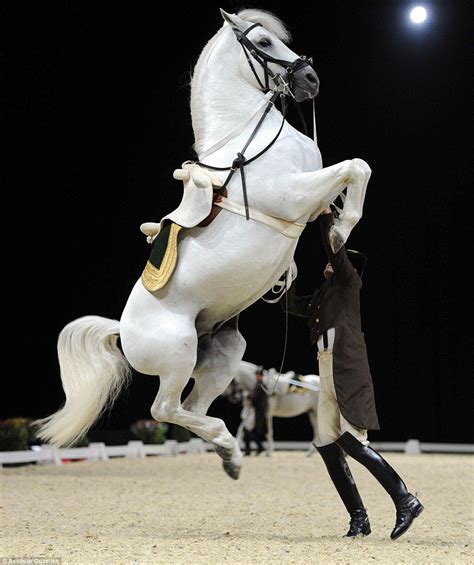 Pluto Malina jumps from his hind legs into the air as a rider helps to keep him stable during ...