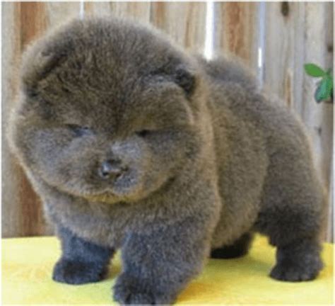 Big Fluffy Dogs That Look Like Bears