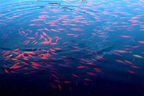 Lake Natron Tanzania Mystery of Red Lake, Bird, and Fish