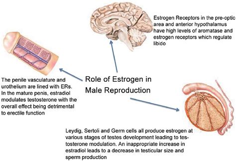 Estradiol function, normal estradiol levels, uses, test, dosage & side effects