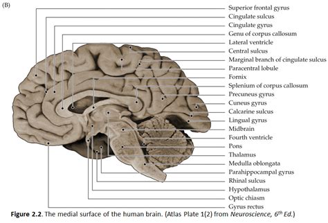 The Surface of the Postcentral Gyrus Contains the - Nathaly-has-Webster