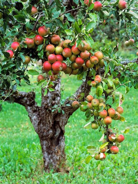 Most Beautiful Fruit Trees