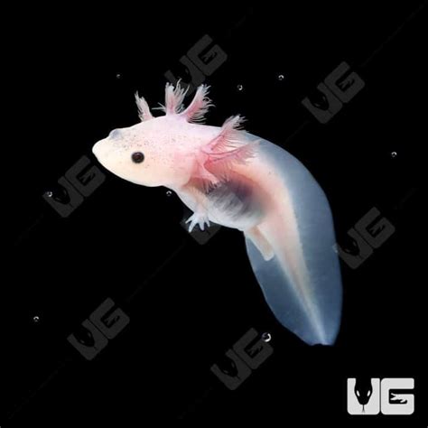 Leucistic Axolotls For Sale - Underground Reptiles