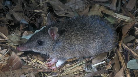 New bandicoot species among museum treasures