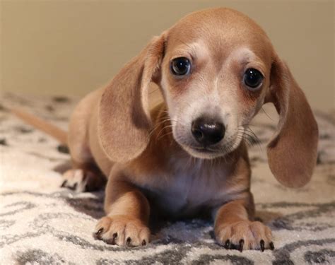 79+ Mini Dachshund Blue Miniature Dachshund Puppies For Sale - l2sanpiero