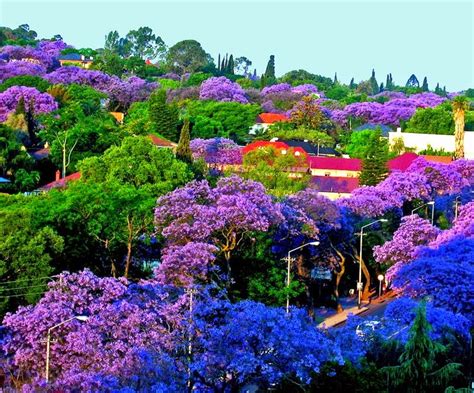 Jacaranda Tree, Pretoria in South Africa | Never Ever Seen Before