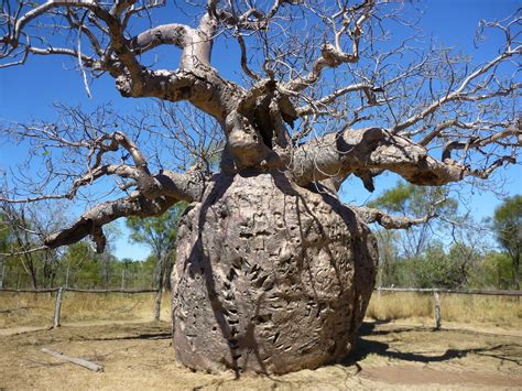 Just Keep on travelling: Derby boab prison tree