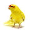 Kakariki Care Guide, Profile and Facts - Parrot Essentials