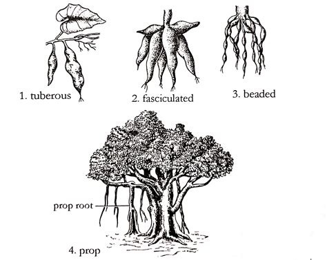 Tree Root System Types